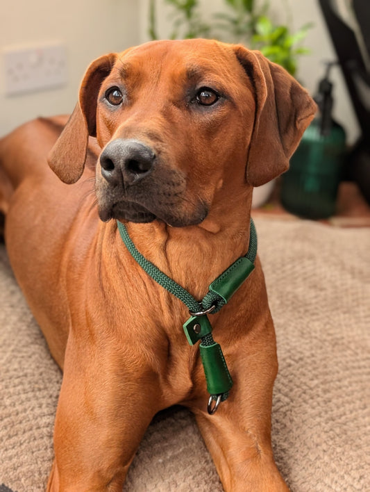Modern Green Slip collar add-on